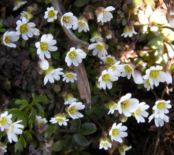 Erophila verna (L.) Chevall.